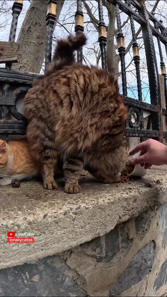 Post 3 by Lonelycats on TikTok (video)