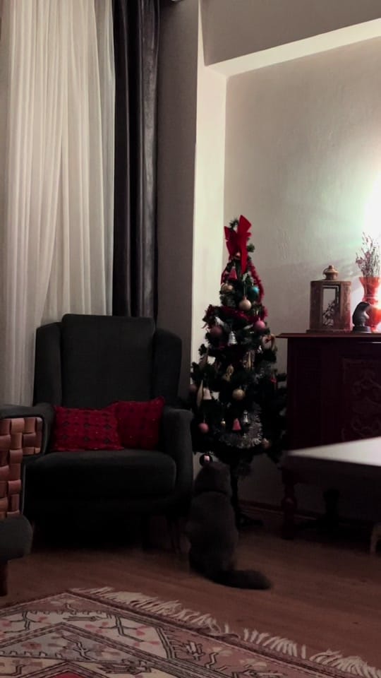 Post 4 by Beste Kaptanoğlu on TikTok (video)