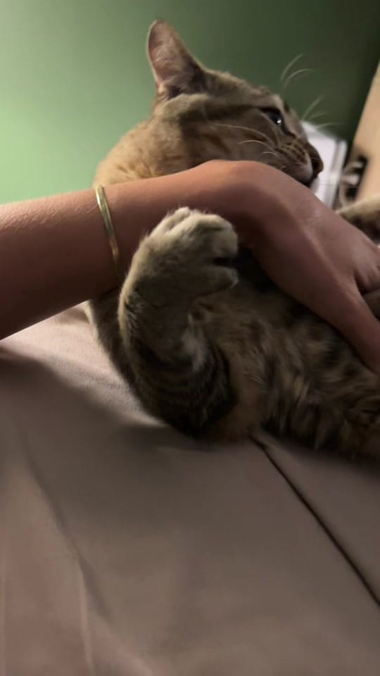 Post 5 by Lauren 🌼 on TikTok (video)