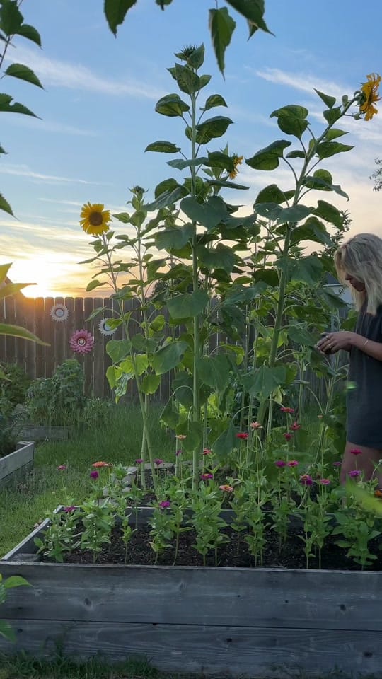 Post 4 by Lauren 🌼 on TikTok (video)