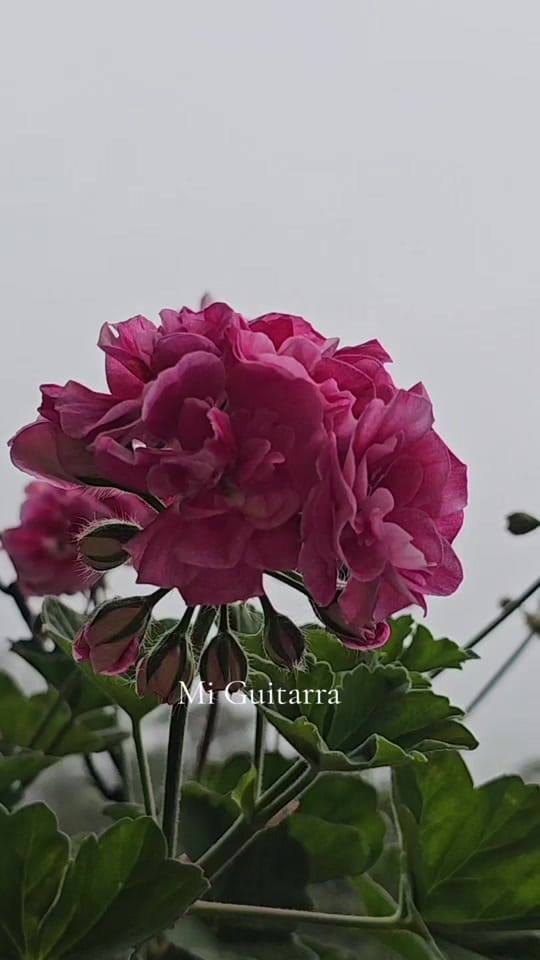 Post 4 by DiDiMusic on TikTok (video)
