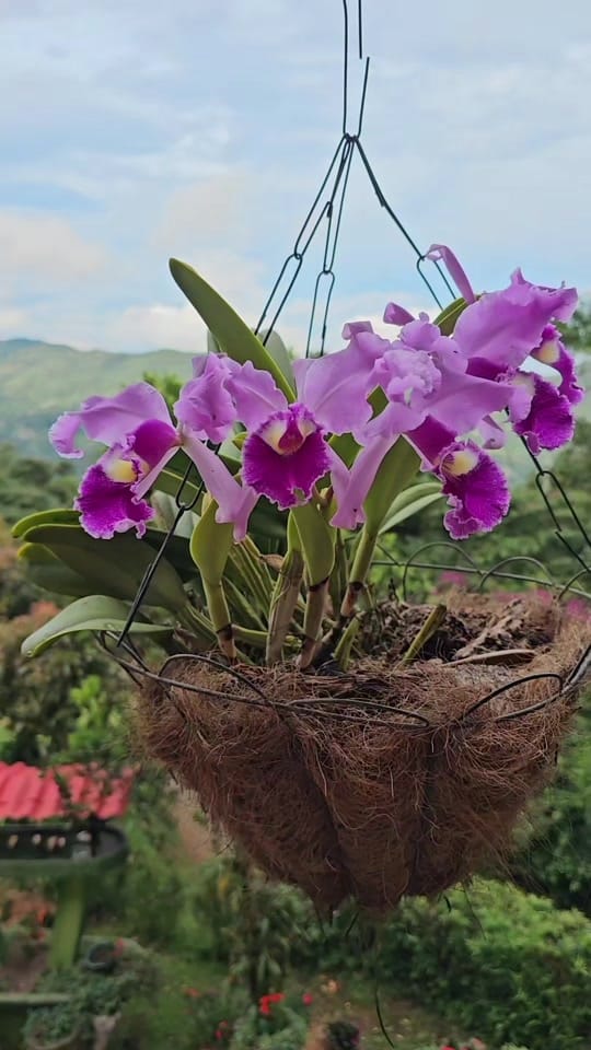 Post 7 by DiDiMusic on TikTok (video)