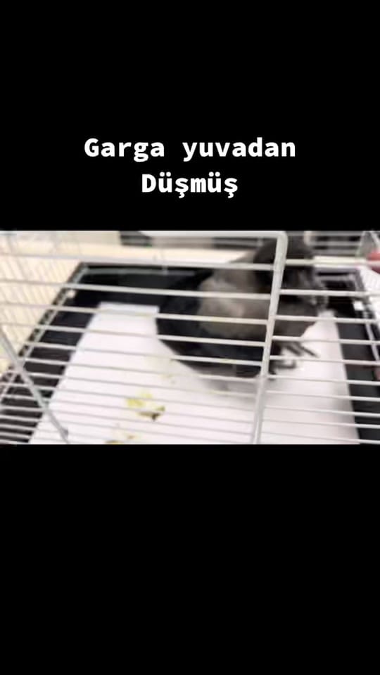 Post 4 by Ender ER on TikTok (video)
