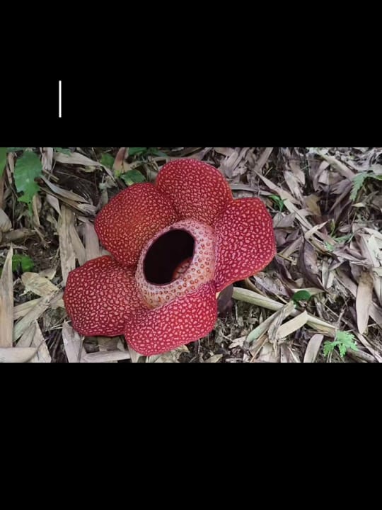 Post 6 by Hazmi The Driver on TikTok (video)