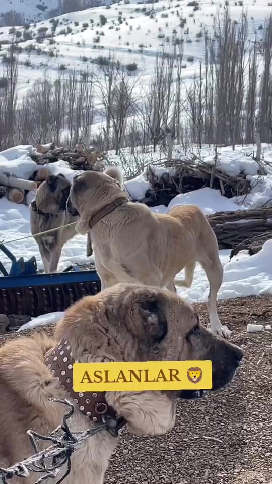 Post 1 by Emre 📍 on TikTok (video)