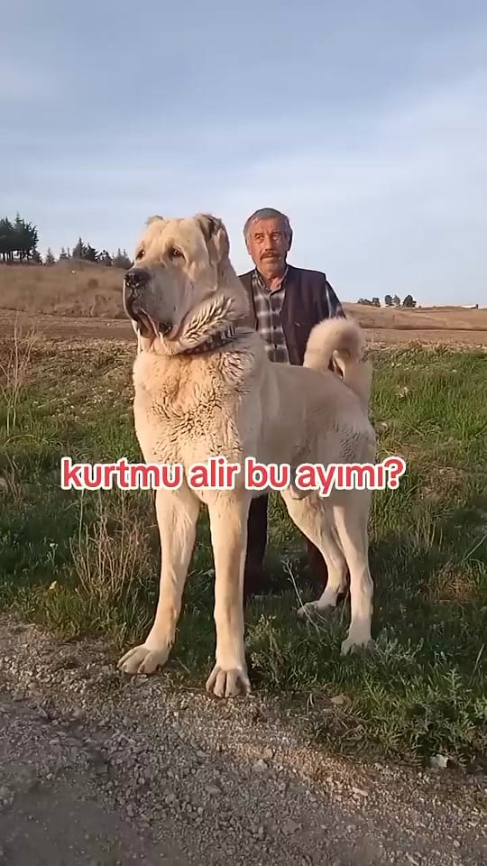 Post 8 by Emre 📍 on TikTok (video)
