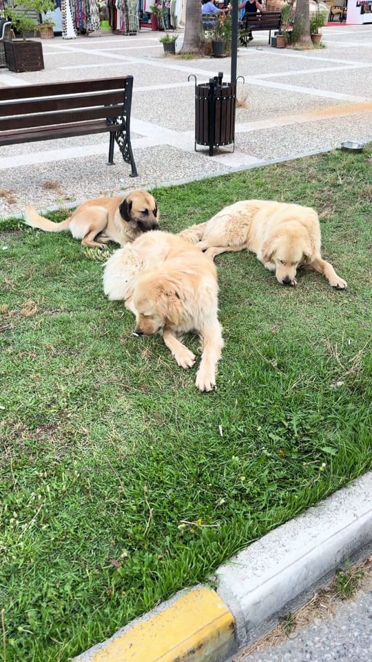 Post 6 by Antalya Side Livestream on TikTok (video)