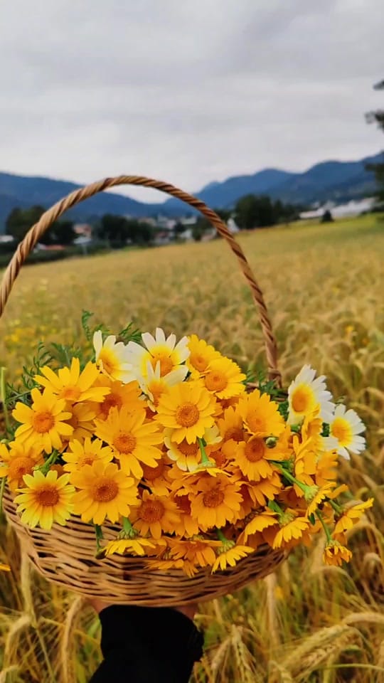 Post 7 by ❀ᥫ᭡...PAPATYA...ᥫ᭡❀ on TikTok (video)