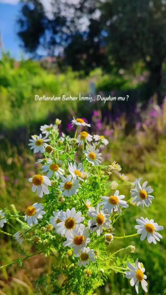Post 9 by ❀ᥫ᭡...PAPATYA...ᥫ᭡❀ on TikTok (video)
