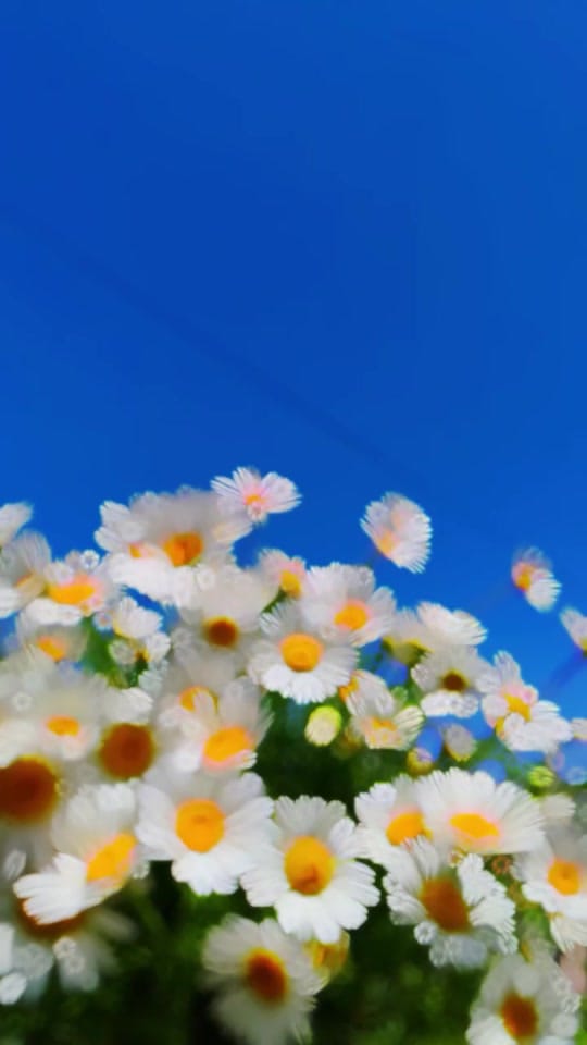 Post 3 by ❀ᥫ᭡...PAPATYA...ᥫ᭡❀ on TikTok (video)