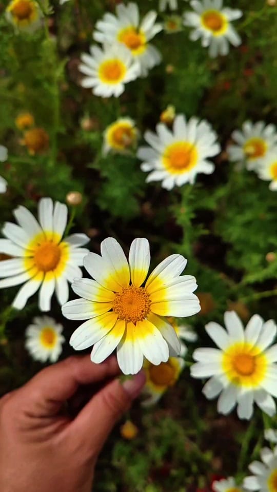 Post 6 by ❀ᥫ᭡...PAPATYA...ᥫ᭡❀ on TikTok (video)