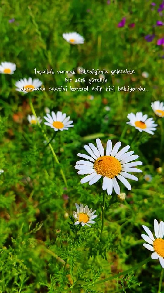Post 2 by ❀ᥫ᭡...PAPATYA...ᥫ᭡❀ on TikTok (video)