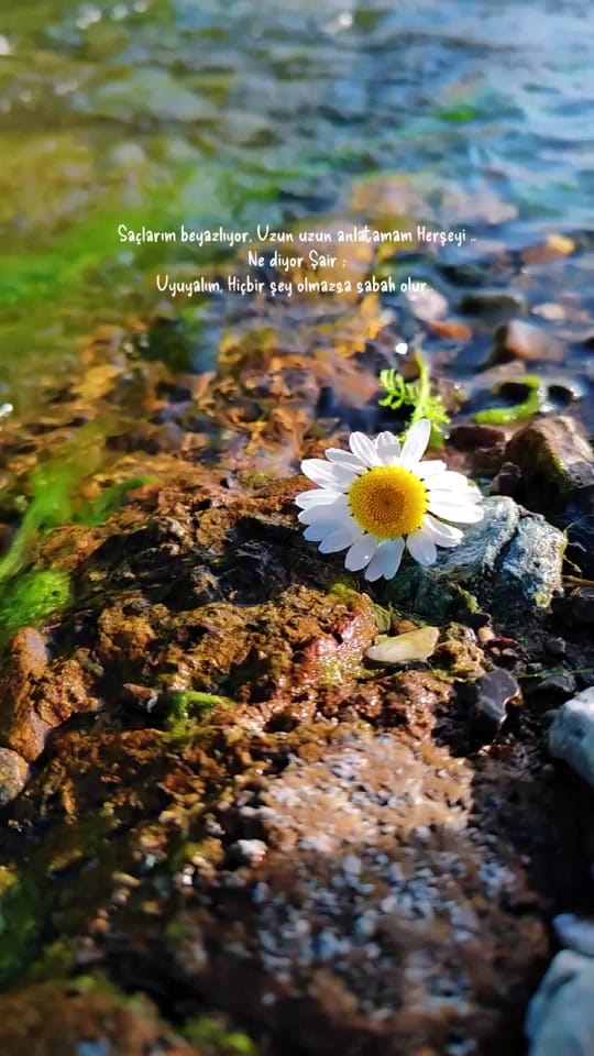Post 8 by ❀ᥫ᭡...PAPATYA...ᥫ᭡❀ on TikTok (video)