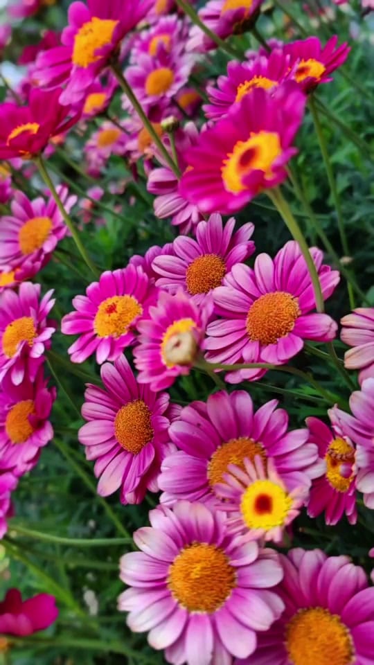 Post 10 by ❀ᥫ᭡...PAPATYA...ᥫ᭡❀ on TikTok (video)