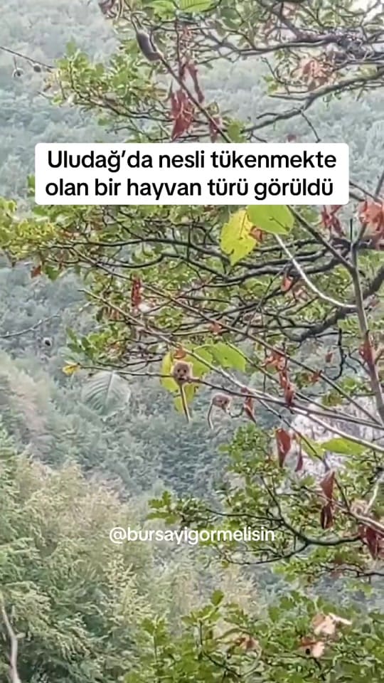 Post 2 by Bursayıgörmelisin on TikTok (video)