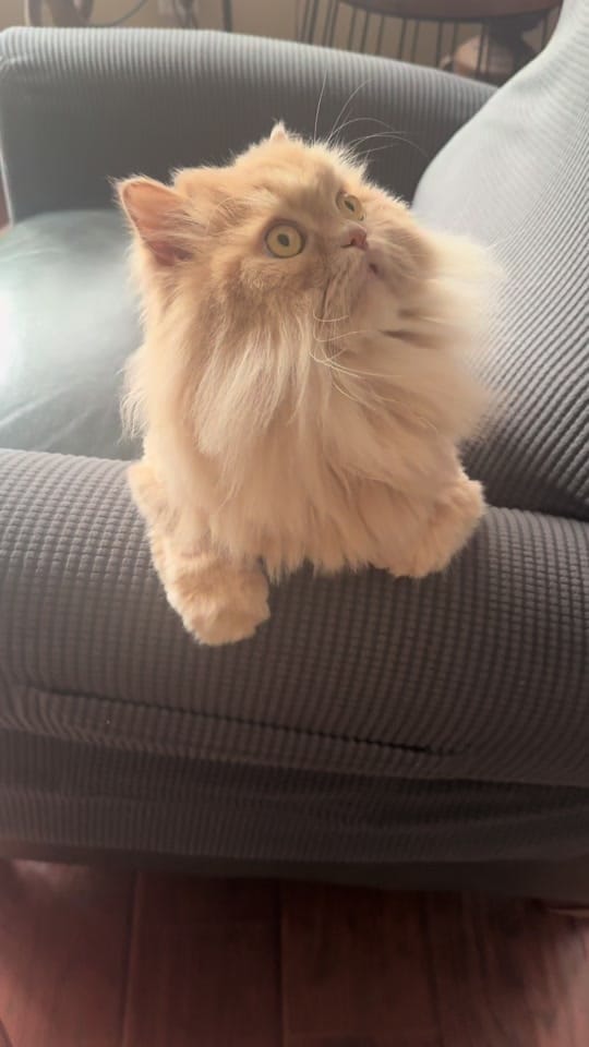 Post 4 by 🌸Linda🌸 on TikTok (video)
