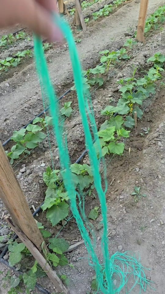 Post 1 by bahcemegel on TikTok (video)