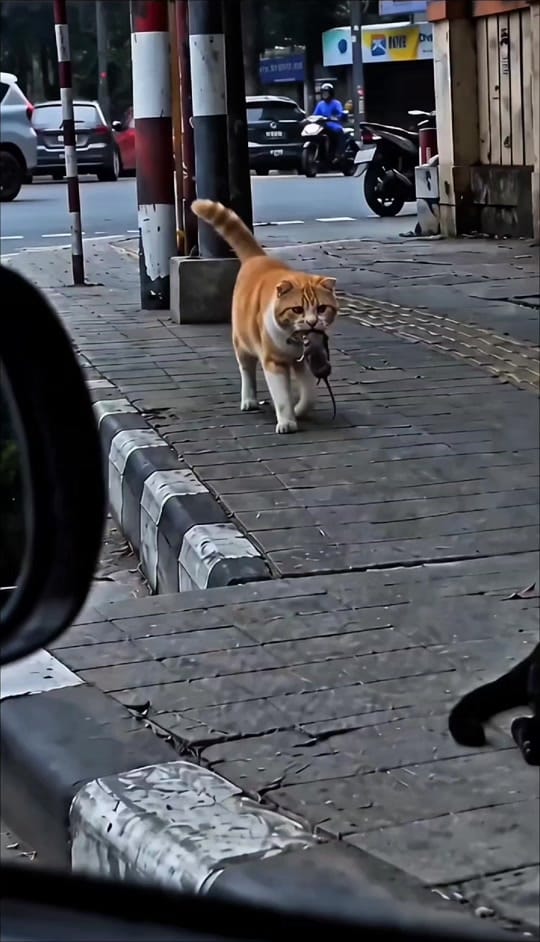 Post 6 by REMY BUKAN ISHAK on TikTok (video)