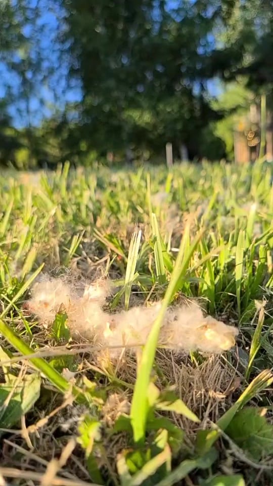 Post 1 by Kami on TikTok (video)