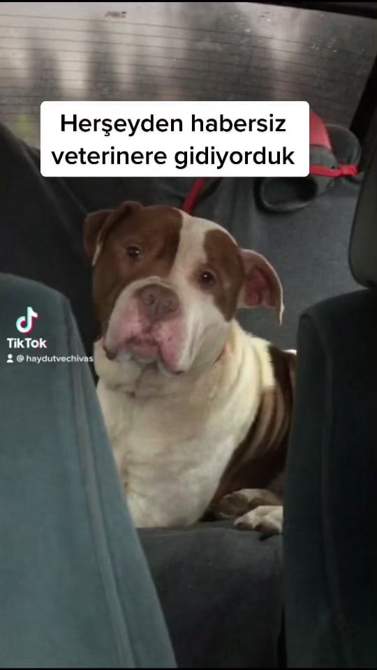 Post 9 by niloyavebit on TikTok (video)