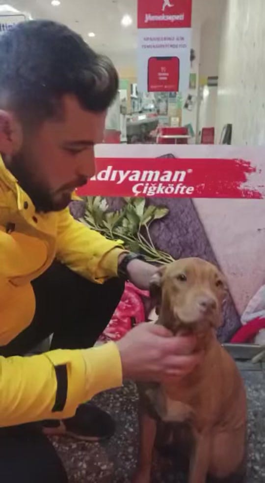 Post 8 by niloyavebit on TikTok (video)