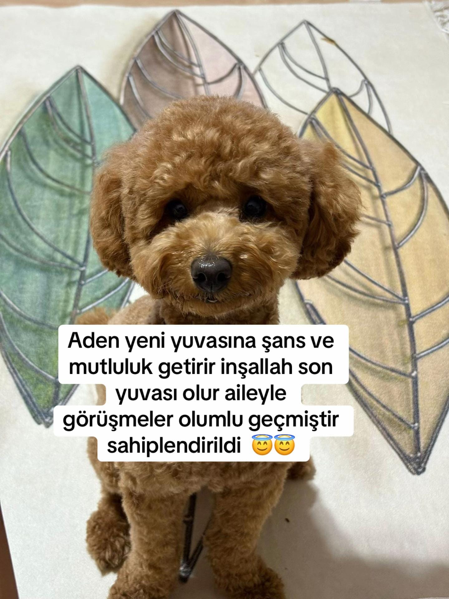 Post 4 by niloyavebit on TikTok (video)