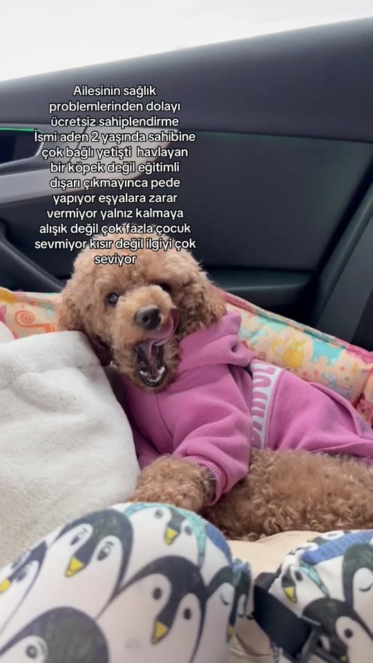 Post 7 by niloyavebit on TikTok (video)
