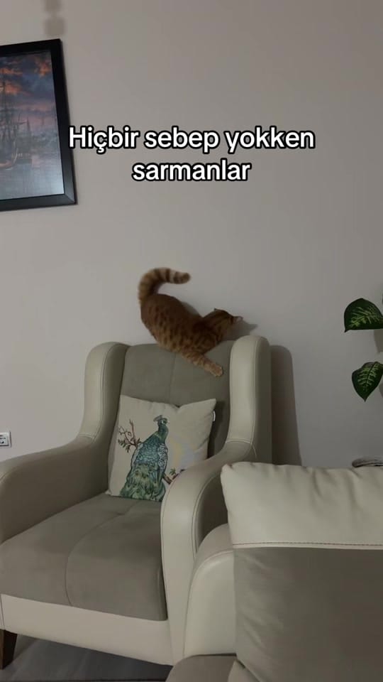 Post 5 by ✨Zeliş✨ on TikTok (video)