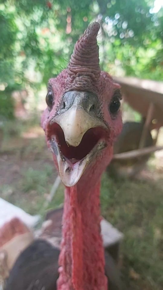 Post 7 by chicken.and._.friends on TikTok (video)