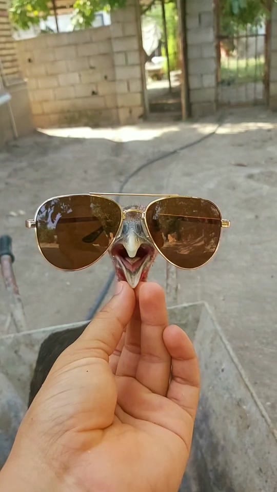 Post 10 by chicken.and._.friends on TikTok (video)
