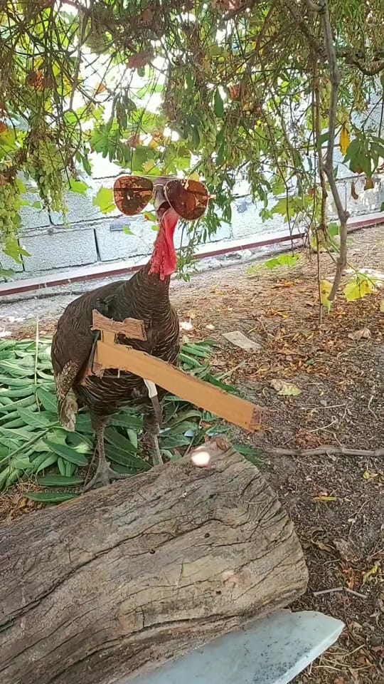 Post 9 by chicken.and._.friends on TikTok (video)