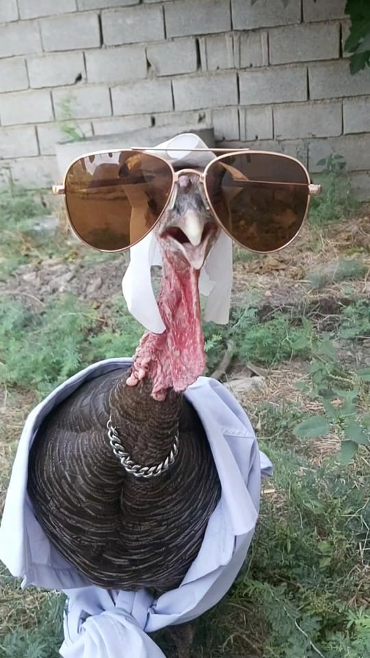 Post 4 by chicken.and._.friends on TikTok (video)