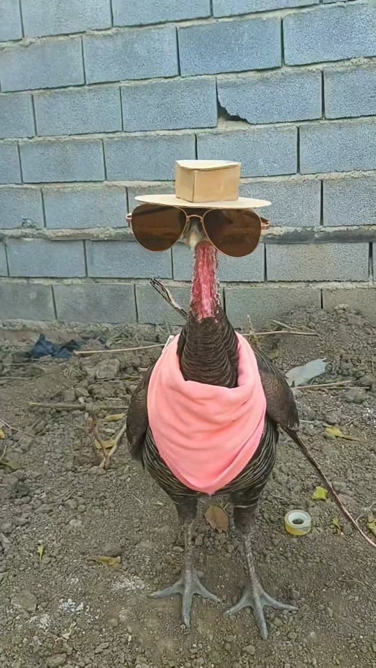 Post 8 by chicken.and._.friends on TikTok (video)
