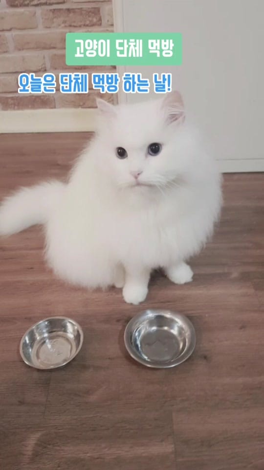 Post 8 by 고양이발자국 on TikTok (video)
