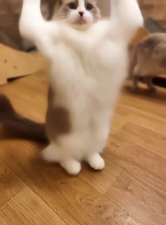 Post 2 by 고양이발자국 on TikTok (video)
