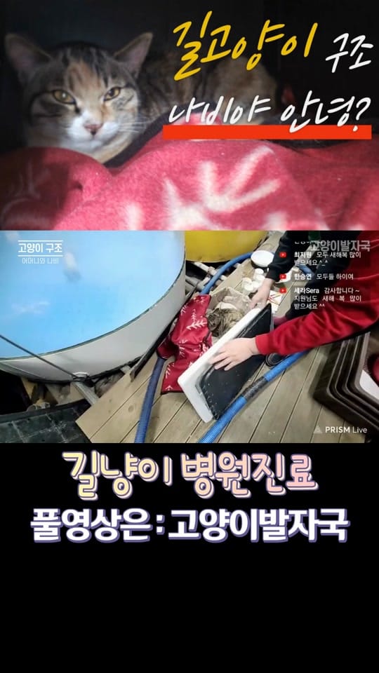 Post 5 by 고양이발자국 on TikTok (video)