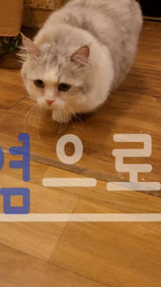 Post 6 by 고양이발자국 on TikTok (video)