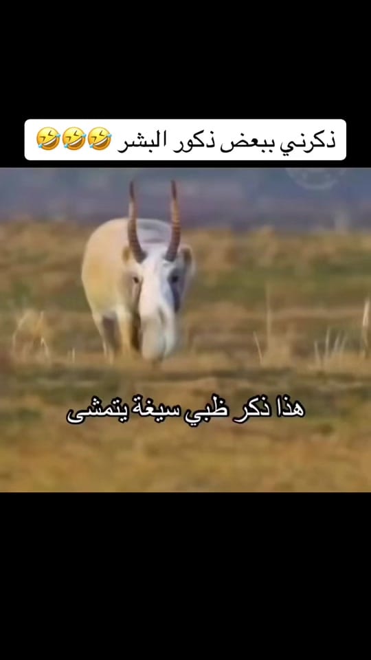 Post 10 by nada.bulbul on TikTok (video)