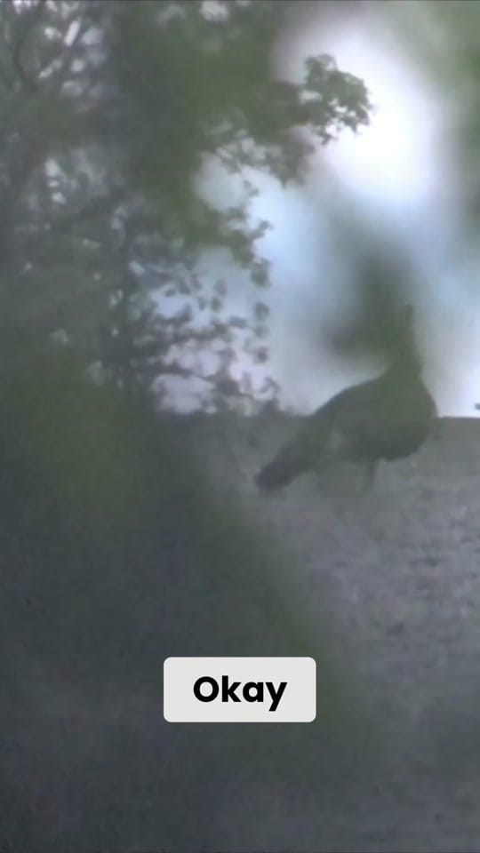 Post 9 by springlegion on TikTok (video)