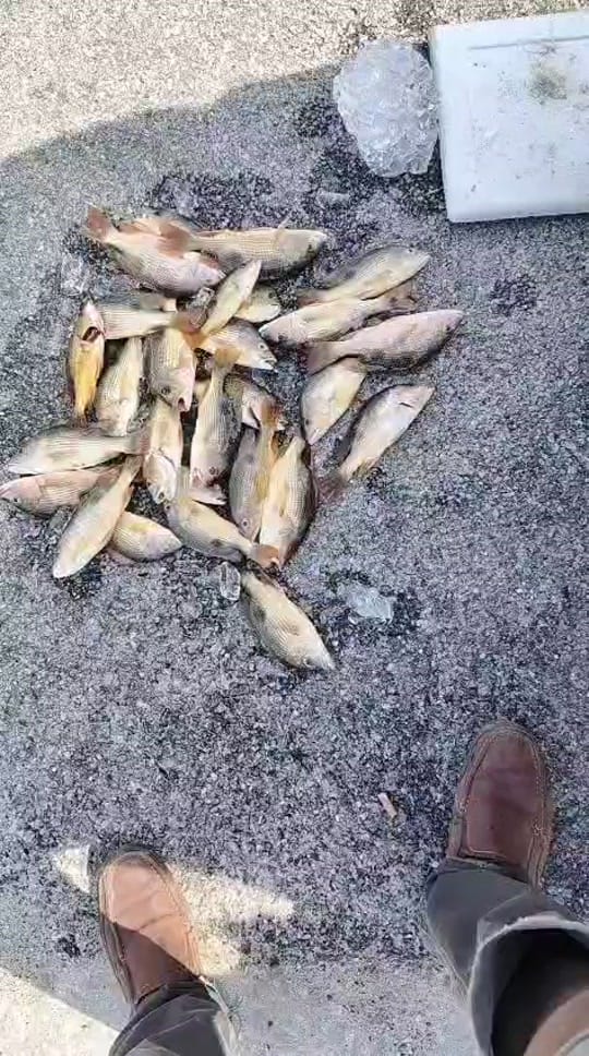 Post 3 by pokcu pokcot on TikTok (video)