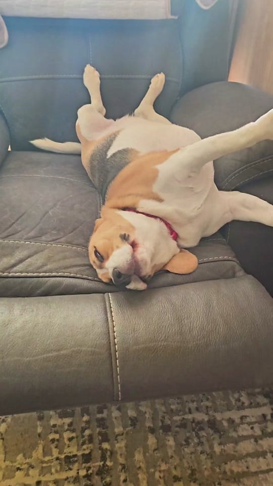 Post 7 by RADU MEME on TikTok (video)