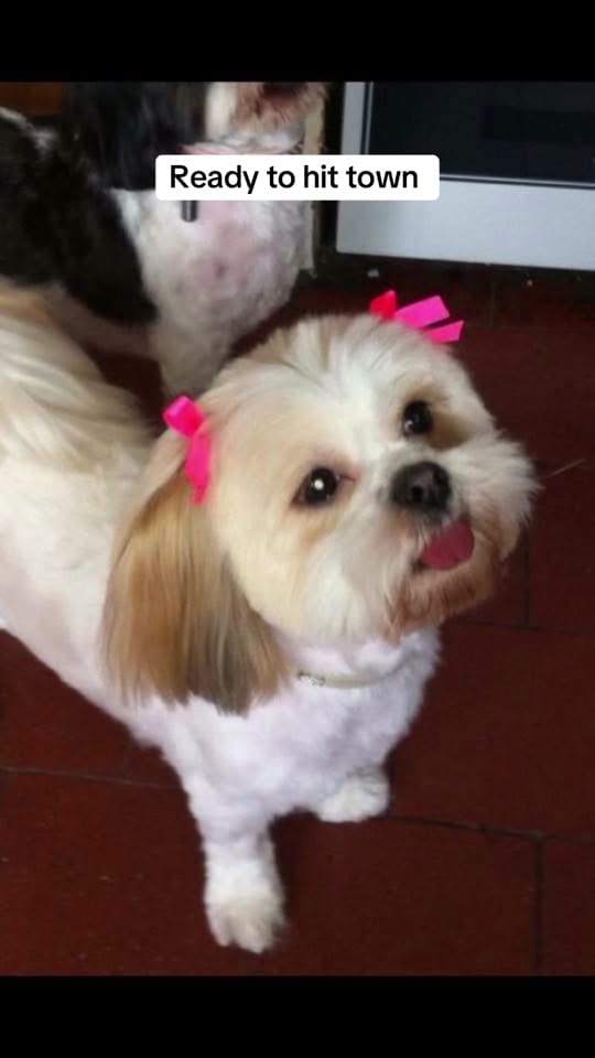 Post 6 by stevesturkeyteethjourney on TikTok (video)