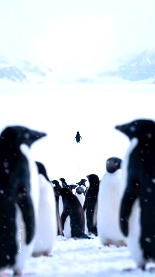 Post 6 by Hanan Helaly حنان هلالي on TikTok (video)