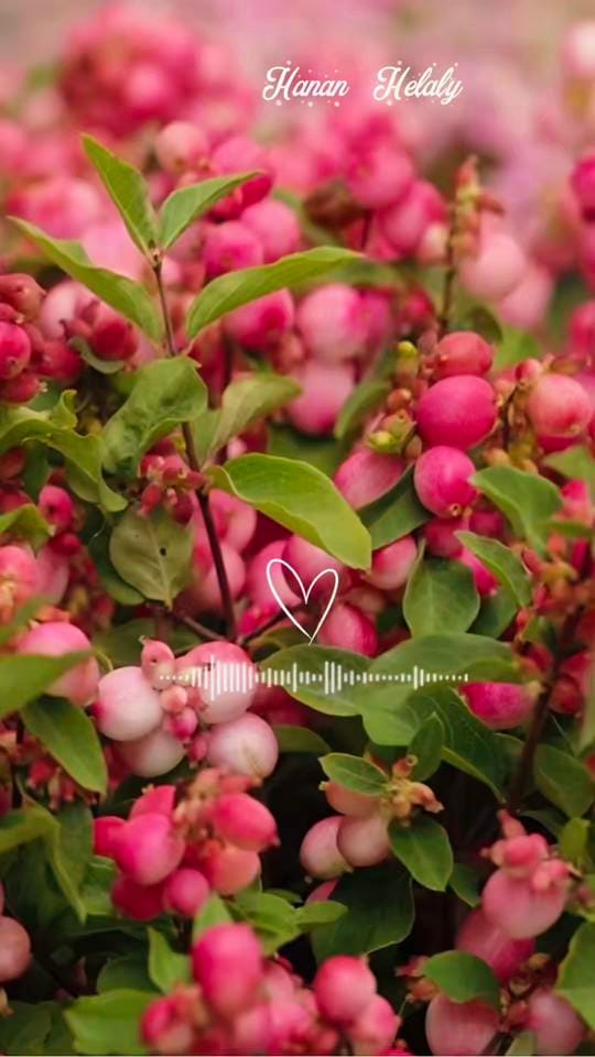 Post 1 by Hanan Helaly حنان هلالي on TikTok (video)