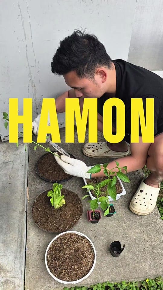 Post 3 by 🇵🇭ChinguDol🇰🇷 on TikTok (video)