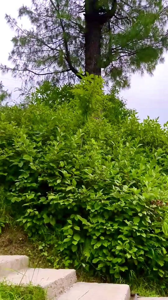 Post 8 by WSK (🇷eaL 🇴nez) on TikTok (video)