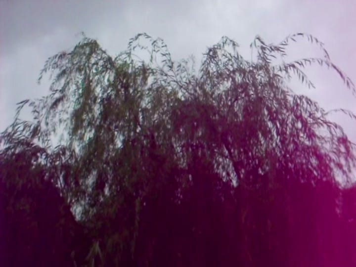Post 7 by ali🪲🐌🐞 on TikTok (video)