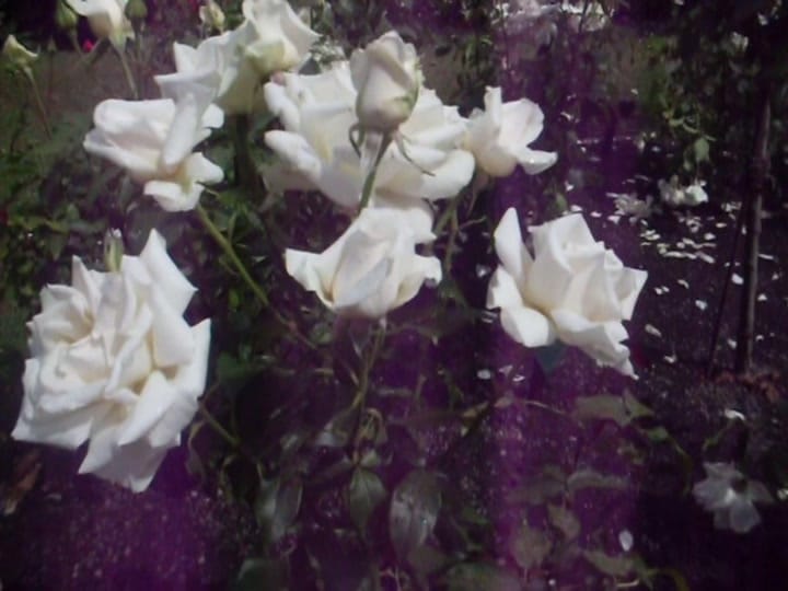 Post 1 by ali🪲🐌🐞 on TikTok (video)
