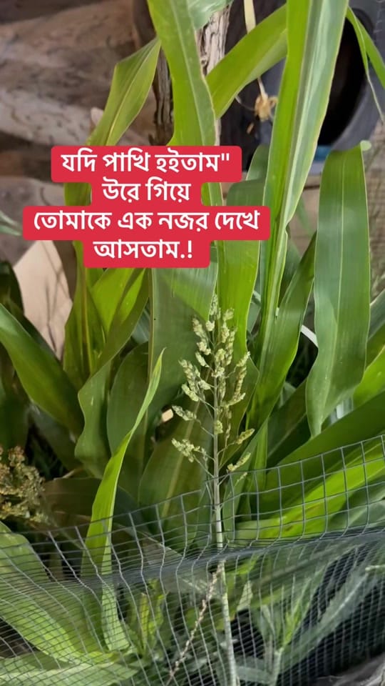Post 4 by Mahfuzur Rahman on TikTok (video)