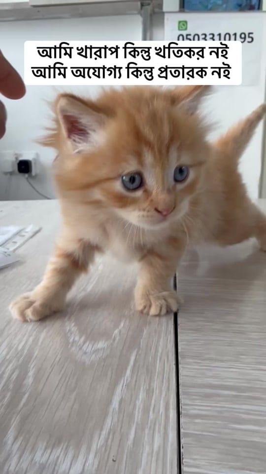 Post 2 by Mahfuzur Rahman on TikTok (video)